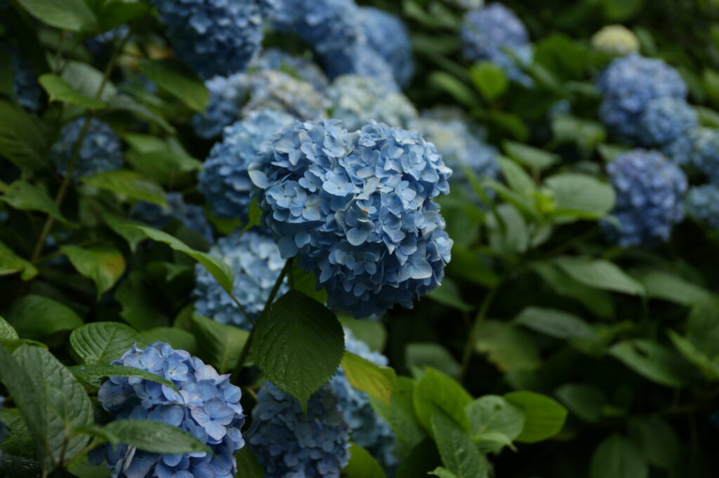 Vibrant Blue Hydrangea Wallpaper with Lush Green Leaves Background