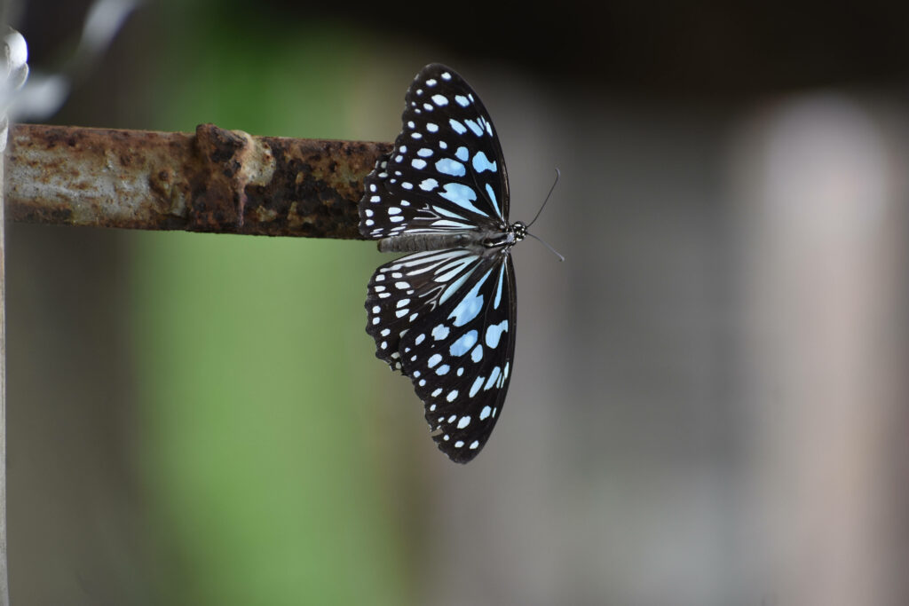 Serene Blue and Black Butterfly Wallpaper Background on Rustic Surface