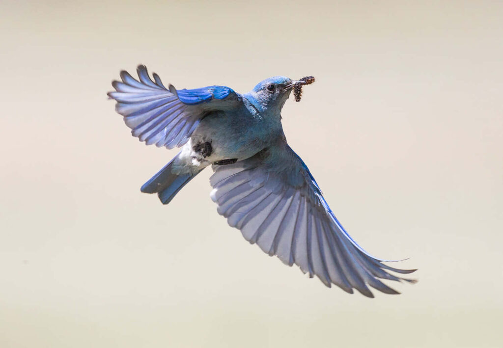 Stunning Bluebird in Mid-Air: Vibrant Azure Feathers & Twig Wallpaper