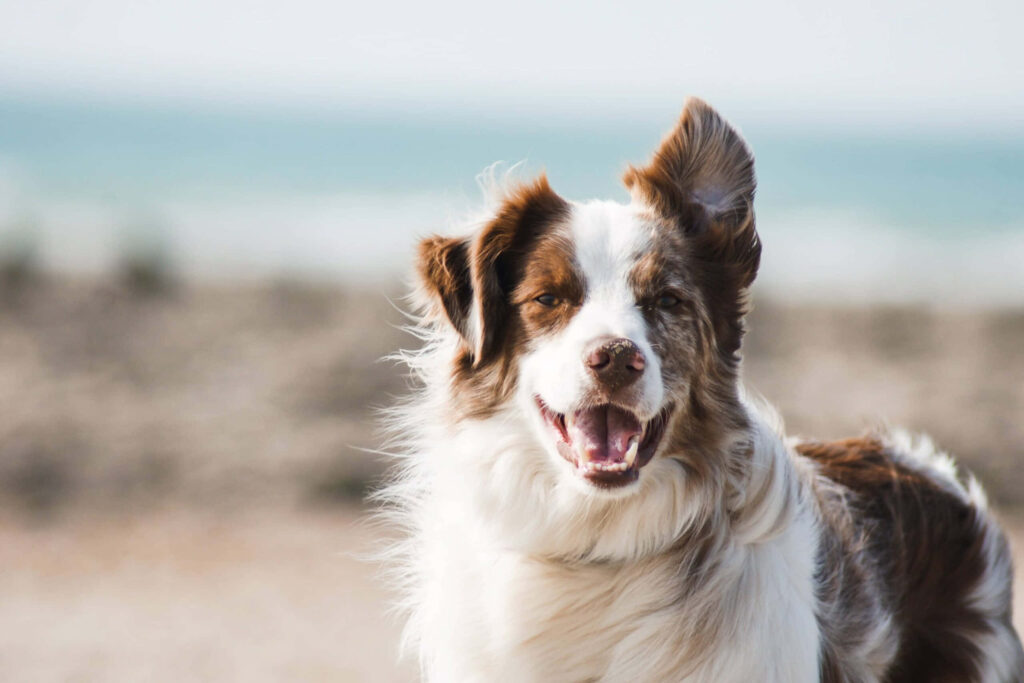 Playful Border Collie in Serene Countryside Wallpaper Background