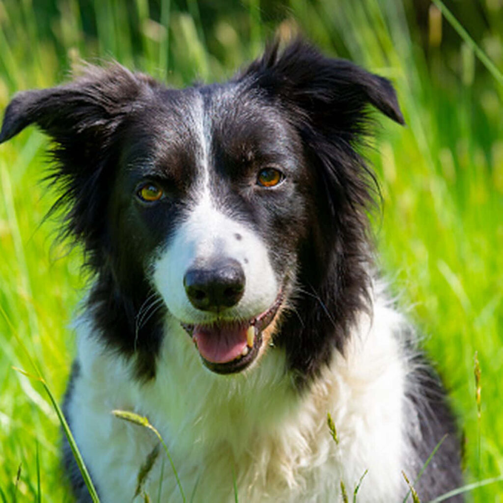 Curious Border Collie in Lush Green Field: Intelligent & Friendly Wallpaper