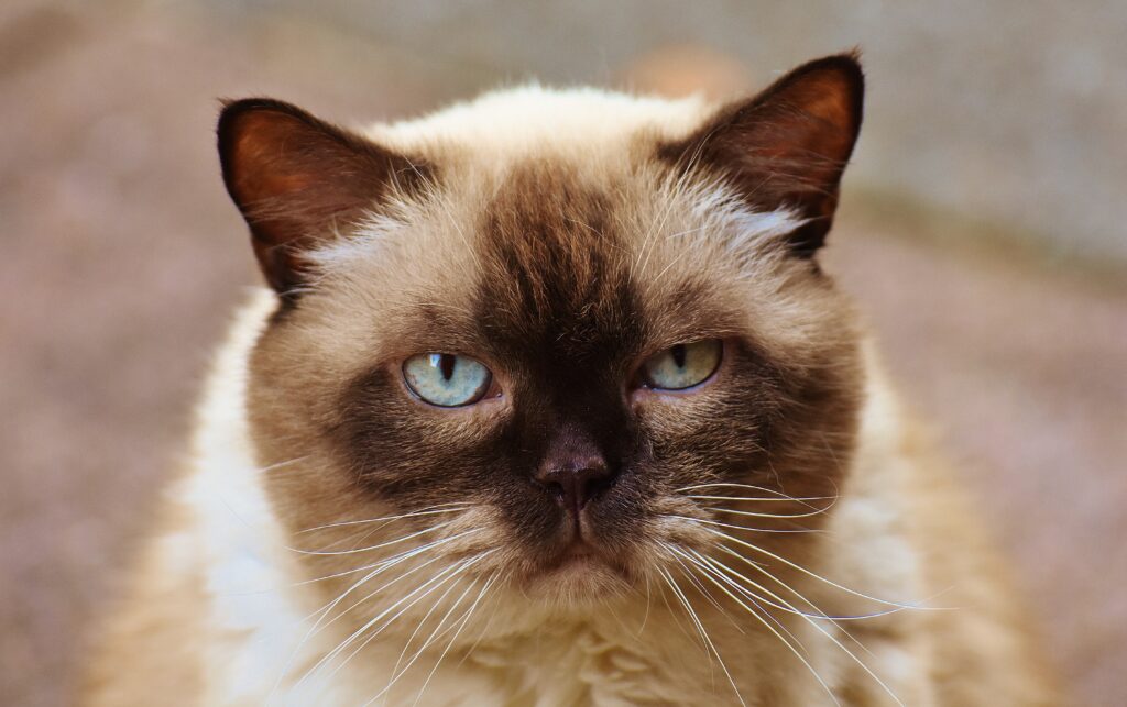 Charming British Shorthair Cat Wallpaper: Serene Muzzle & Soft Fur