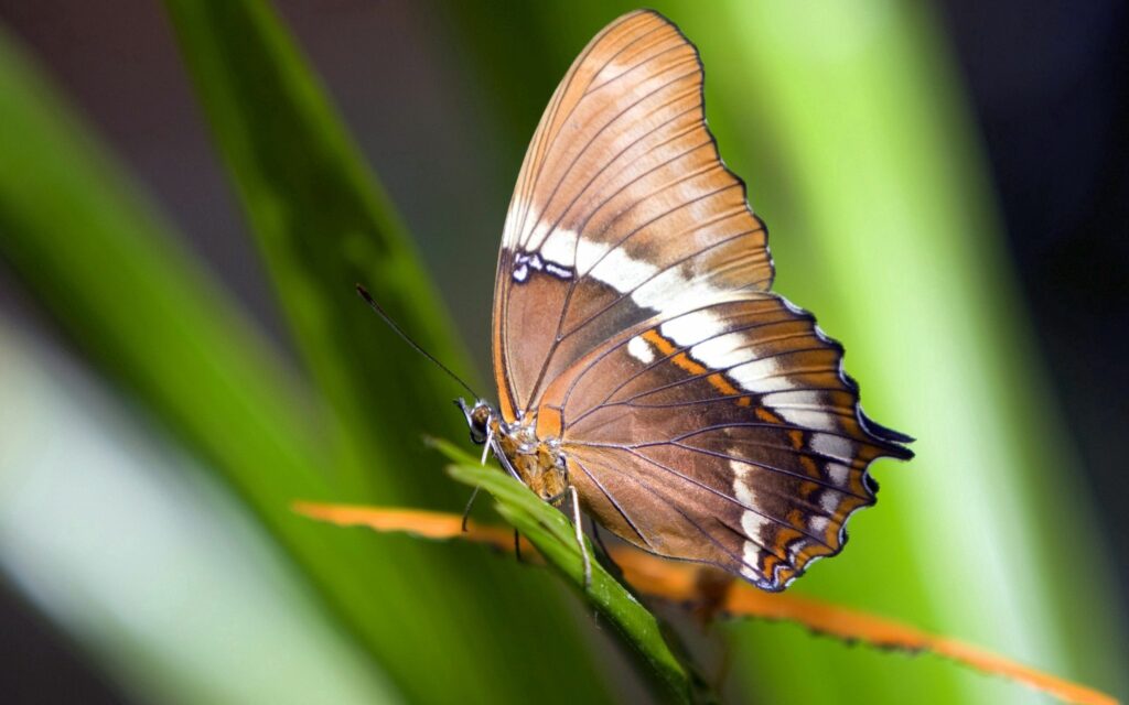 Intricate Brown Butterfly Close-Up on Green Leaf - Nature Wallpaper