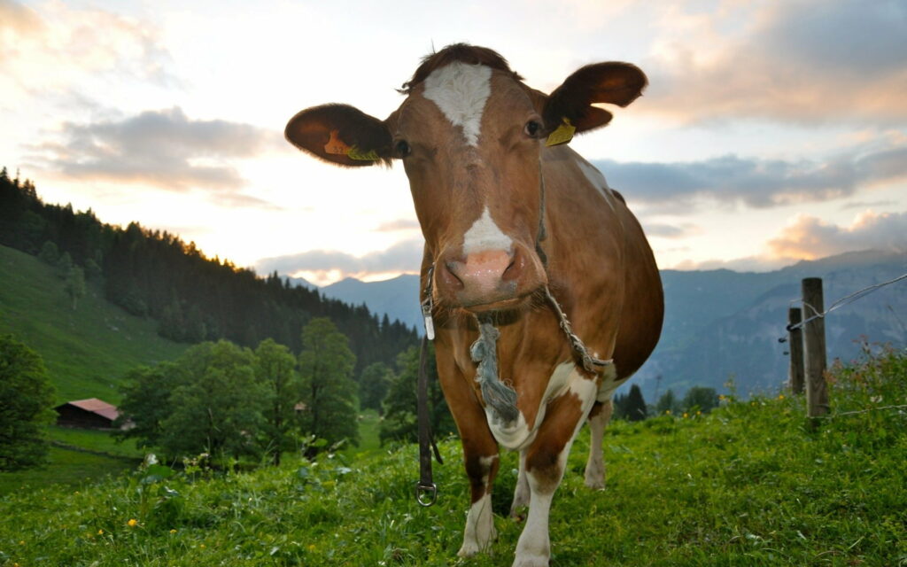 Majestic Brown Cows Adorned in Nature's Color Palette – A Breathtaking HD Wallpaper