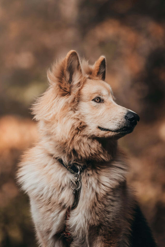 Beautiful Brown Dog Wallpaper with Soft Earthy Background