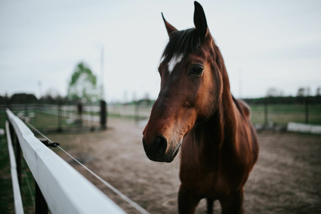 Close-Up of a Beautiful Brown Horse in Serene Fenced Fields Wallpaper
