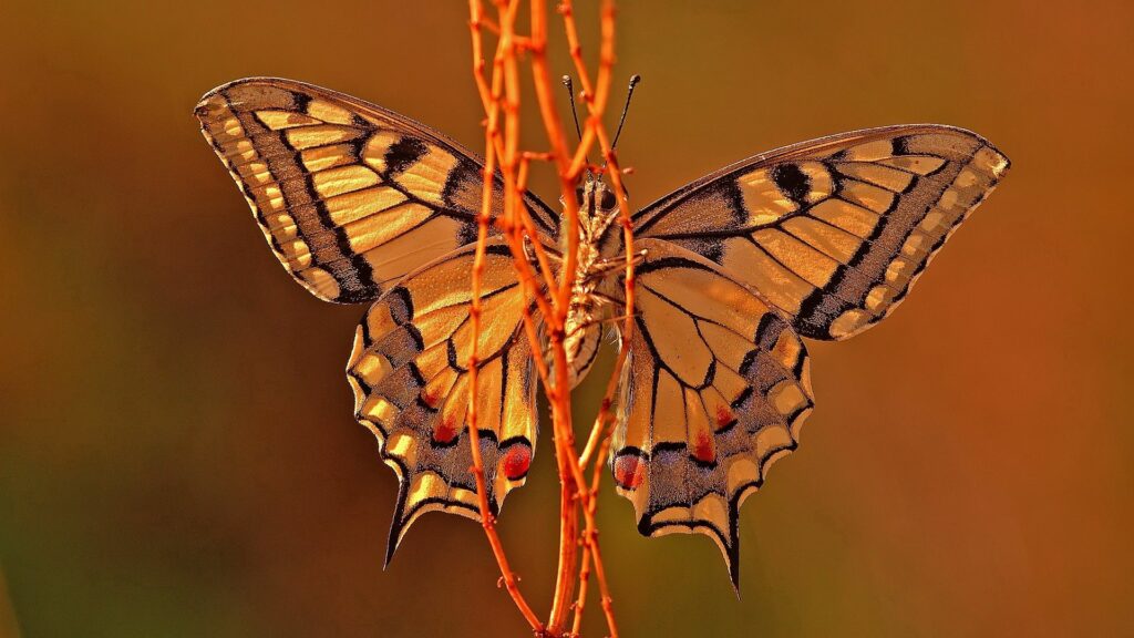 Intricate Butterfly Close-Up: Stunning Wallpaper with Earthy Tones