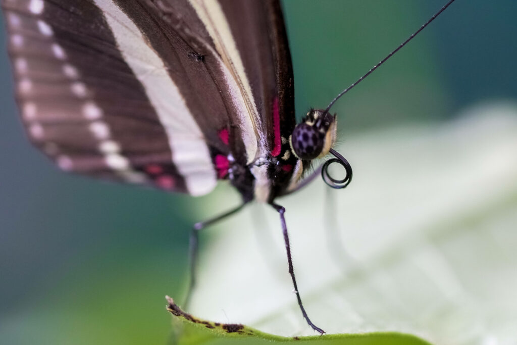 Intricate Butterfly Wallpaper: Vibrant Colors & Delicate Details