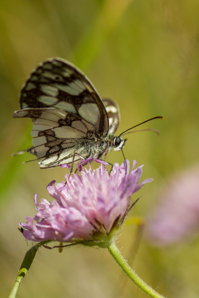 Macro Butterfly on Pink Flower | Beautiful Nature Wallpaper Background