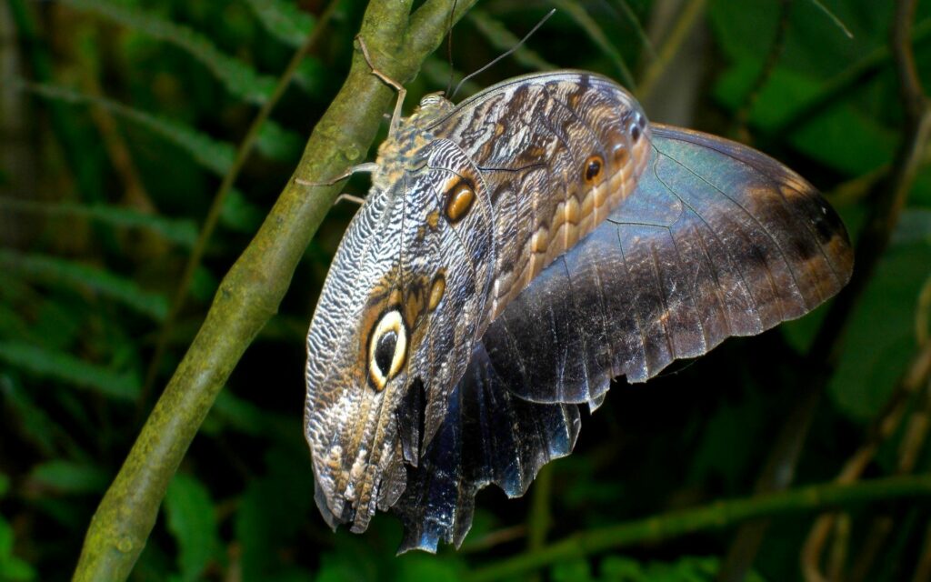 Stunning Butterfly Close-Up: Vibrant Wallpaper Against Lush Greenery