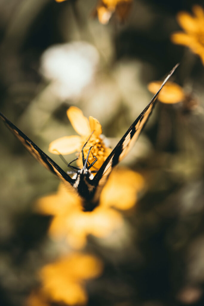 Serene Butterfly Wallpaper: Vibrant Yellow Flower Background