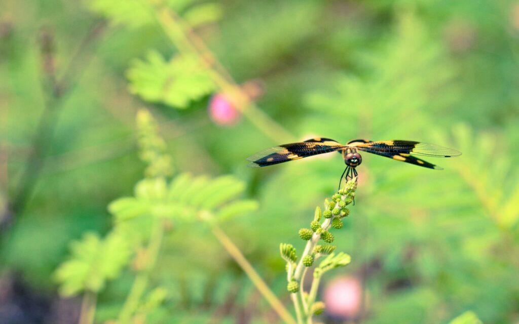 Serene Butterfly Wallpaper: Delicate Beauty on Flower Bud