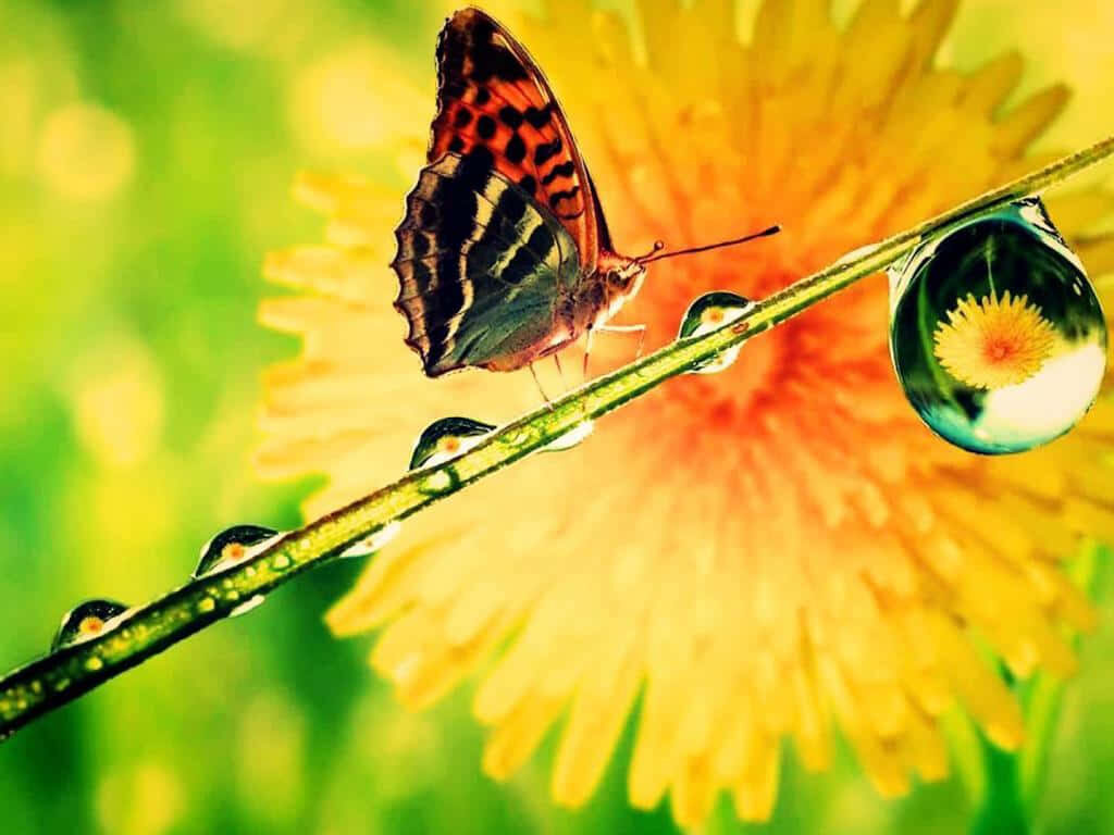 Stunning Butterfly Wallpaper: Dewdrop Stem & Vibrant Yellow Flower