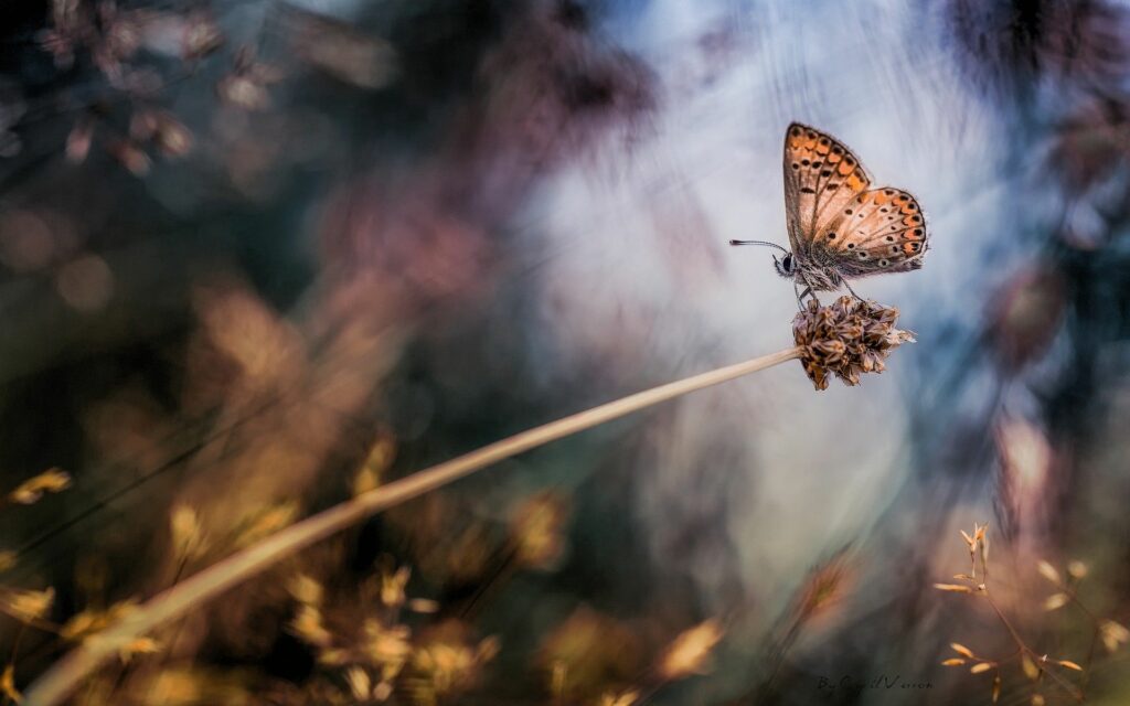 Delicate Butterfly Wallpaper: Serene Beauty on Dry Grass