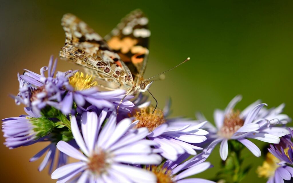 Intricate Butterfly Wallpaper on Vibrant Purple Flowers Background