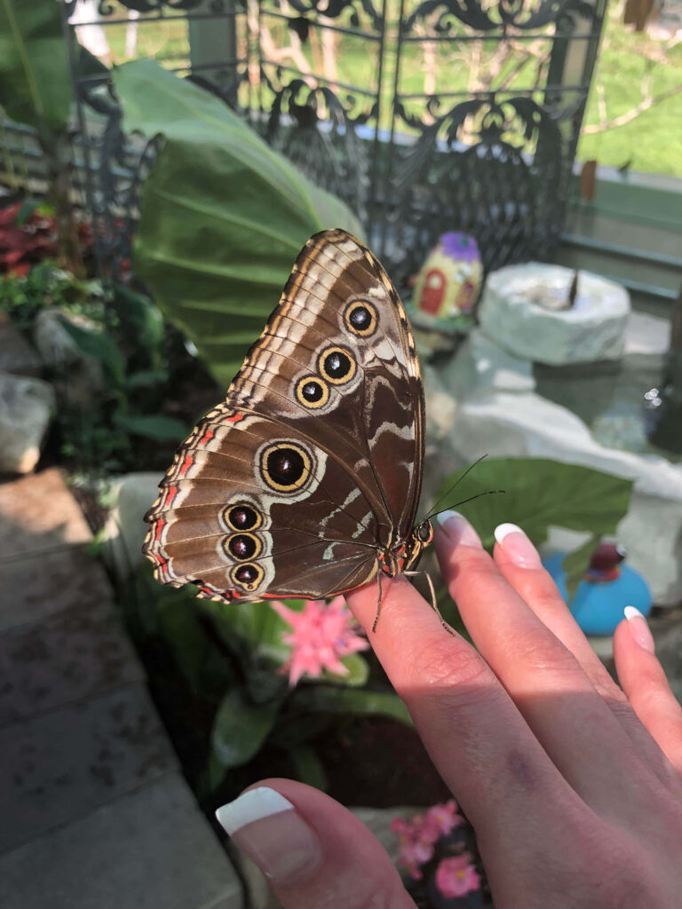 Stunning Butterfly on Hand Amid Lush Greenery - Wallpaper Background