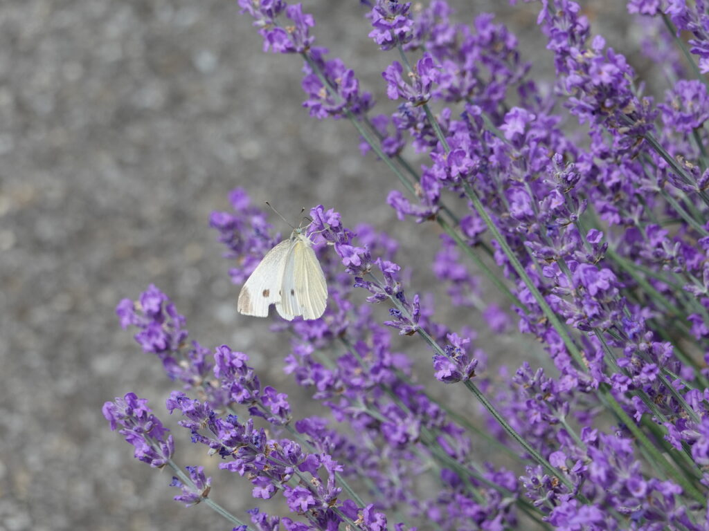 Delicate Butterfly on Vibrant Lavender – Nature's Beauty Wallpaper