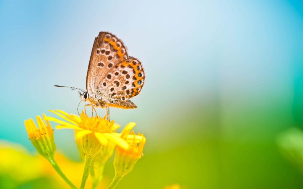 Stunning Butterfly on Yellow Flower - Beautiful Wallpaper Background