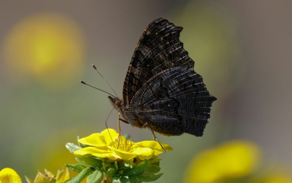 “Dark-Winged Butterfly on Yellow Flower: Stunning Wallpaper Background”