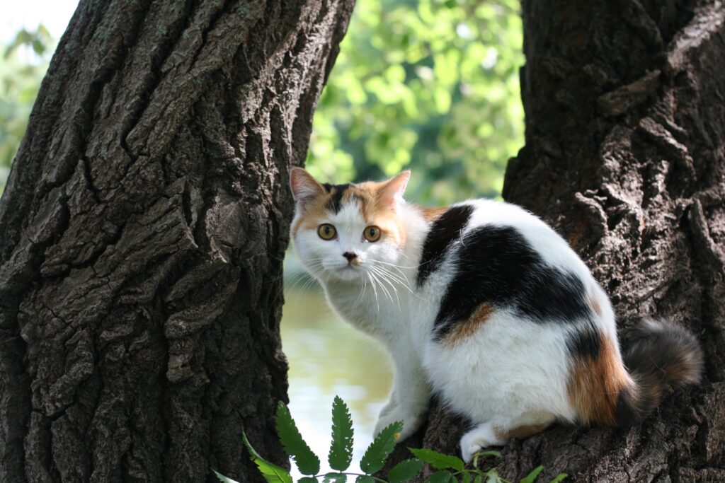 Beautiful Cat on Tree Bark with Lush Greenery Background Wallpaper