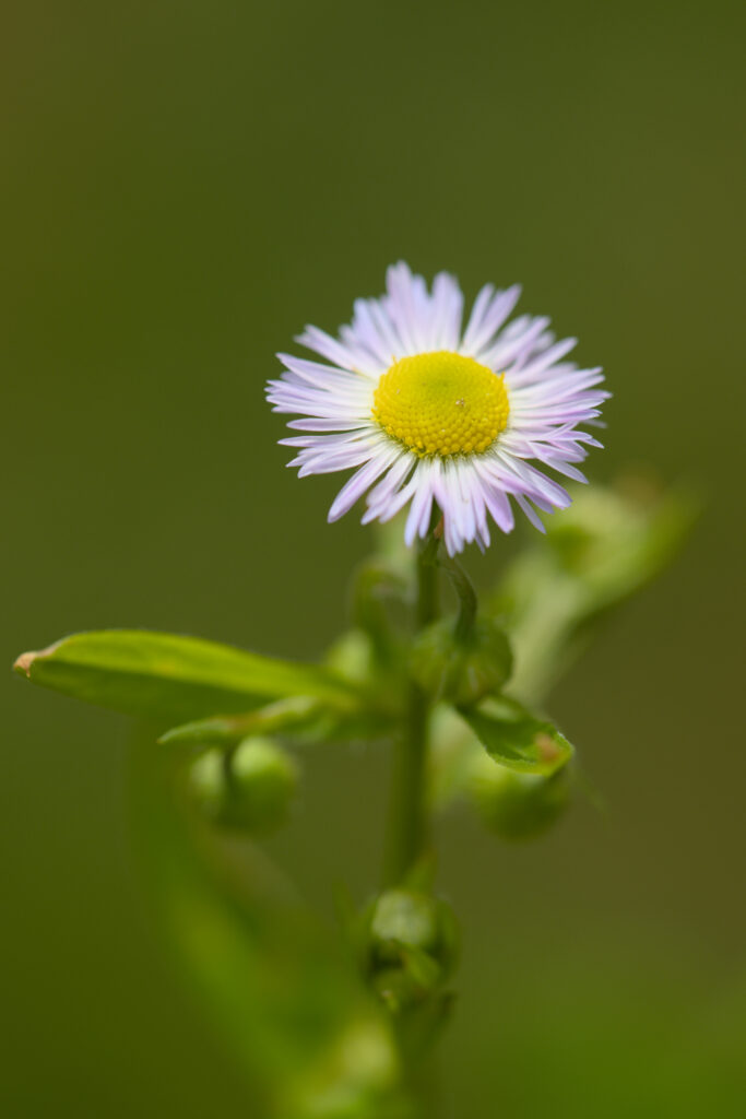 Delicate Chamomile Flower Wallpaper - White Petals & Green Background