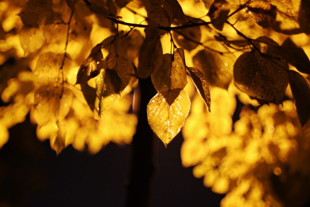 Warm Yellow Autumn Leaves Wallpaper: Serene Close-Up Background