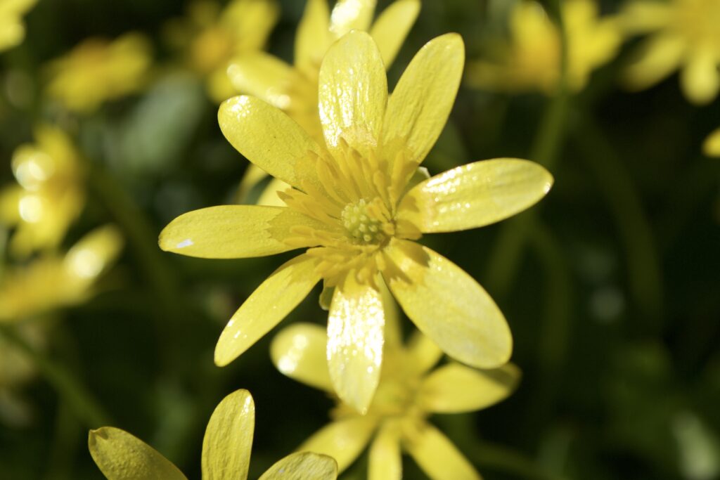 Close-Up of Sunlit Yellow Flowers on Lush Green Background Wallpaper
