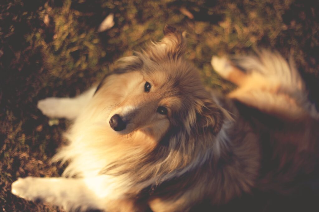 Serene Collie Dog Wallpaper: Peaceful Nature Background