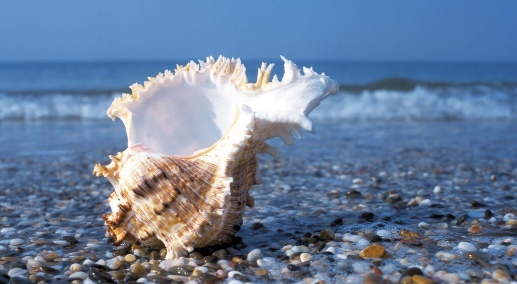 Beautiful Conch Shell on Pebbled Beach with Clear Blue Sky Wallpaper