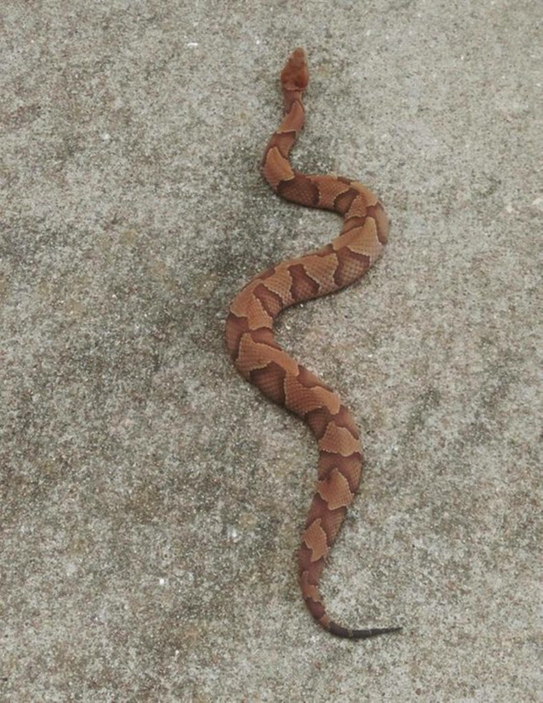 Stunning Copperhead Snake Wallpaper: Banded Pattern on Textured Background