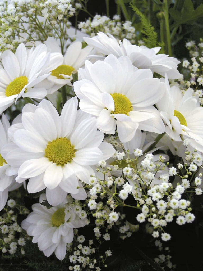 Calming White Daisies Bouquet Wallpaper with Greenery Background