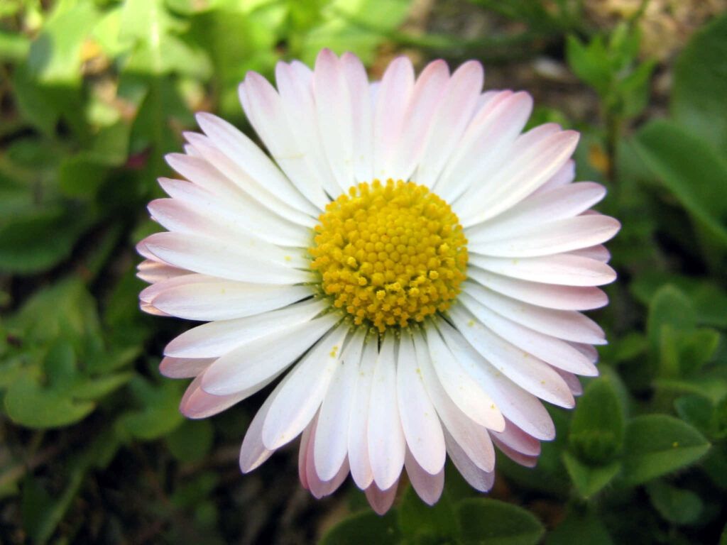 Delicate Daisy Flower Close-Up: White Petals & Vibrant Yellow Center Wallpaper