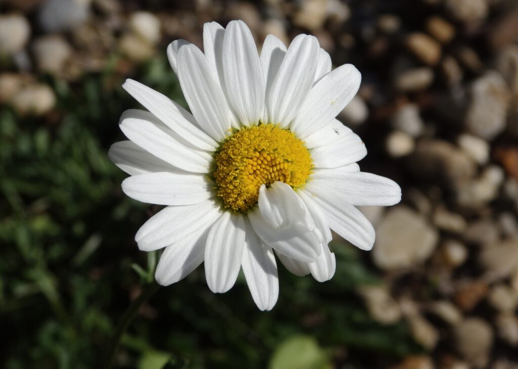 Stunning Daisy Flower Wallpaper: White Petals & Vibrant Yellow Center