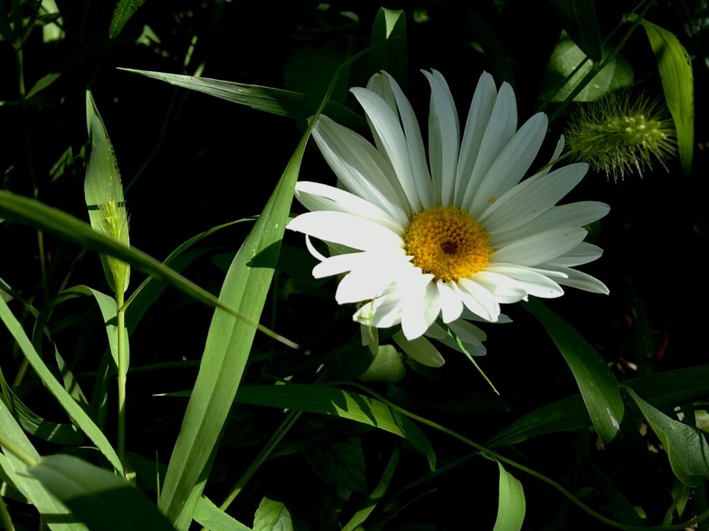 Bright Daisy Blooms in Lush Green Grass - Essence of Summer Wallpaper