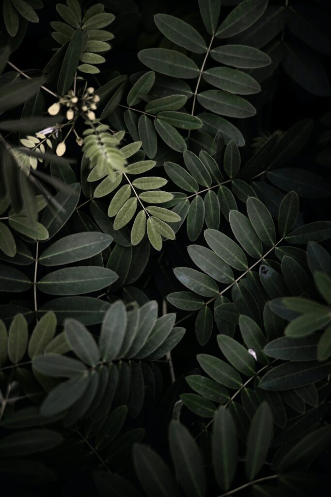 Lush Acacia Leaves & Dense Green Bush Wallpaper Background