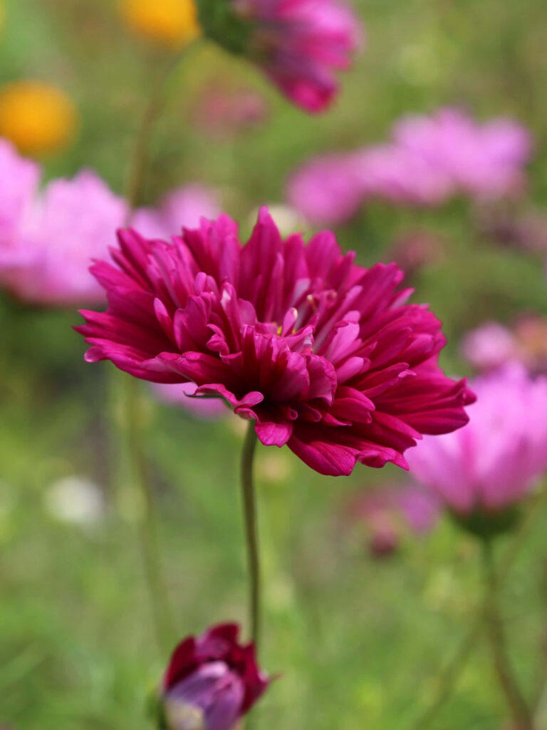 Vibrant Deep Pink Flower in Bloom Amidst Soft Green Backdrop Wallpaper