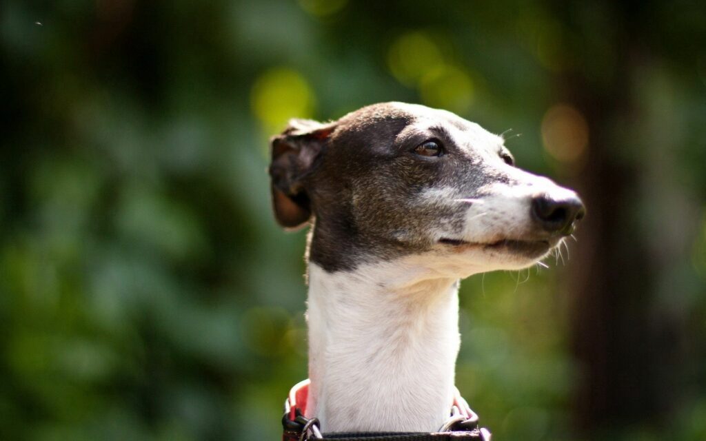 Beautiful Dog Wallpaper: Graceful Muzzle in Natural Light