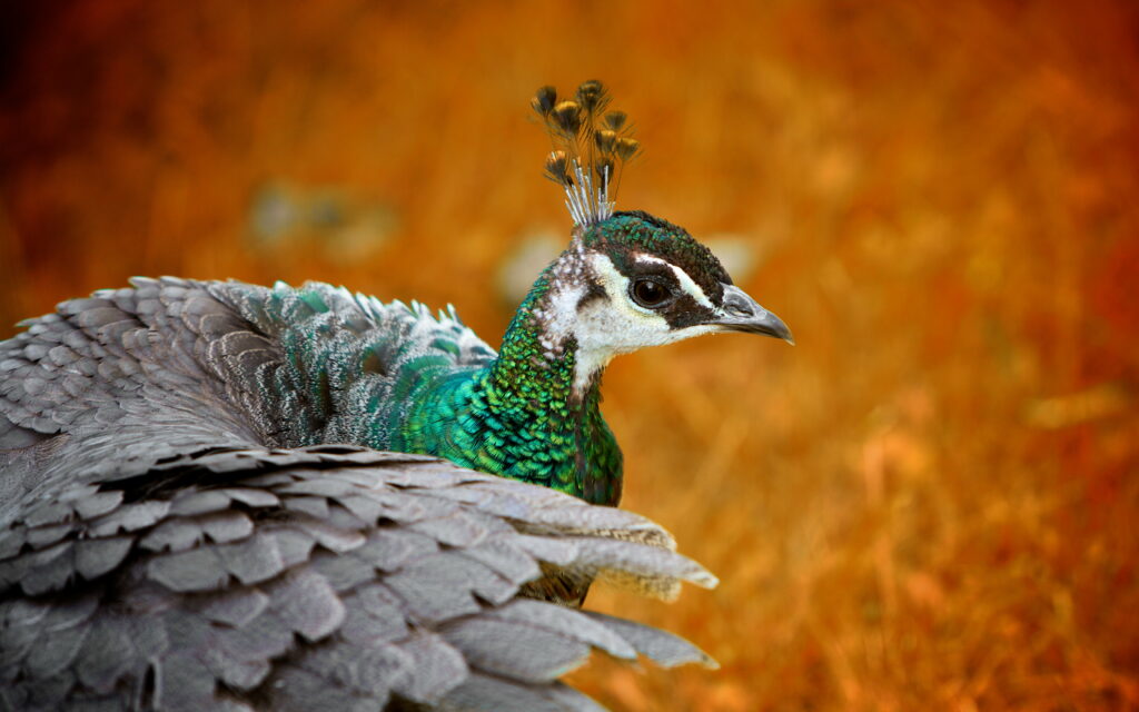 The Majestic Peacock Queen: Captivating Female Bird in HD Wallpaper