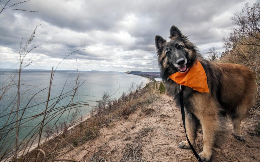 Fluffy Dog in Orange Scarf by Serene River - Beautiful Wallpaper