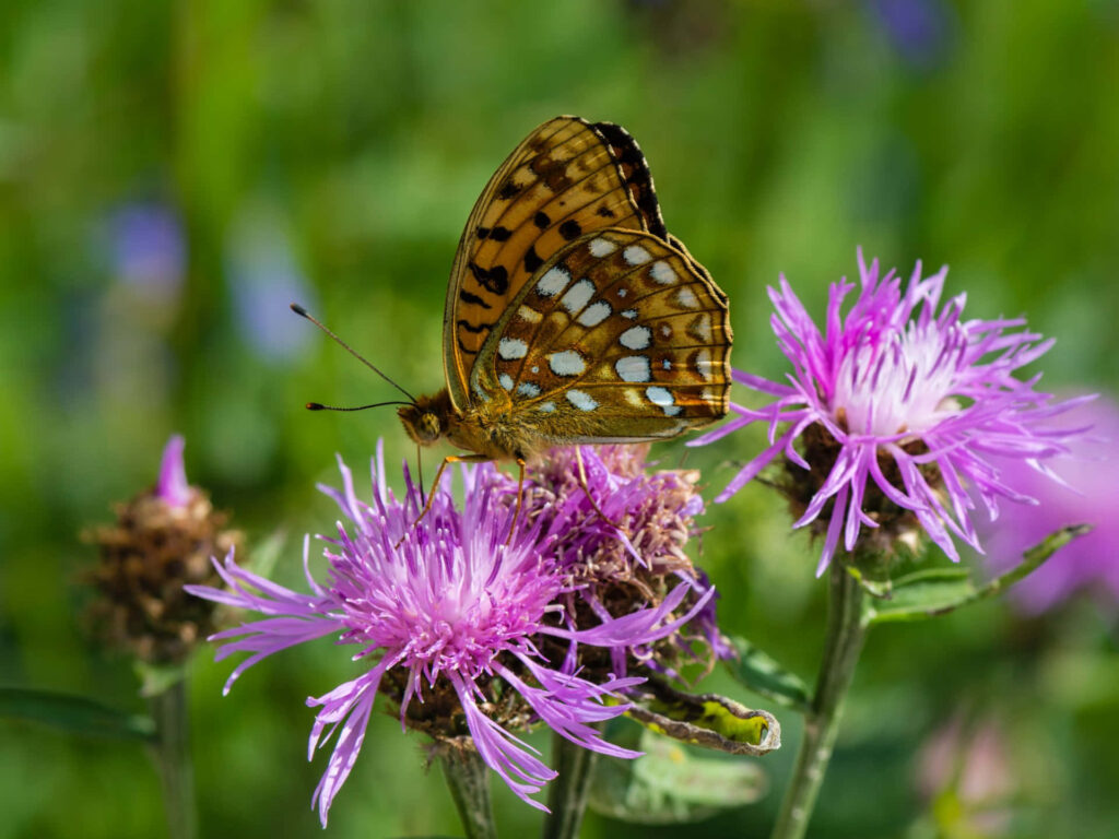 Fritillary Butterfly on Purple Flowers - Vibrant Wallpaper Background