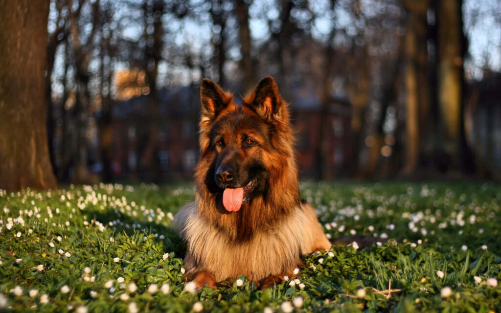 Beautiful German Shepherd in Sunlit Flower Field | Wallpaper Background