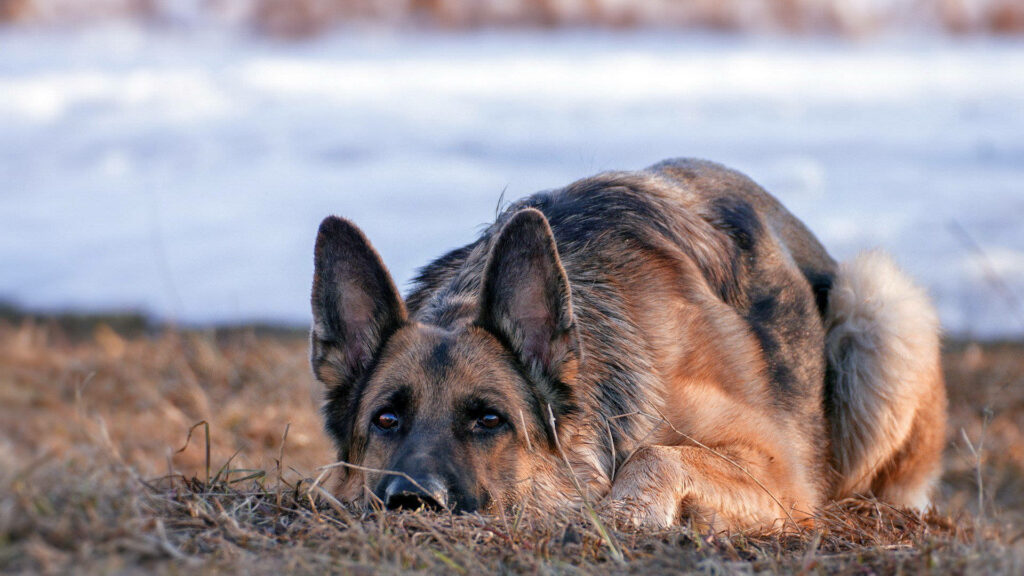Serene German Shepherd Wallpaper: Tranquil Field Scene Background