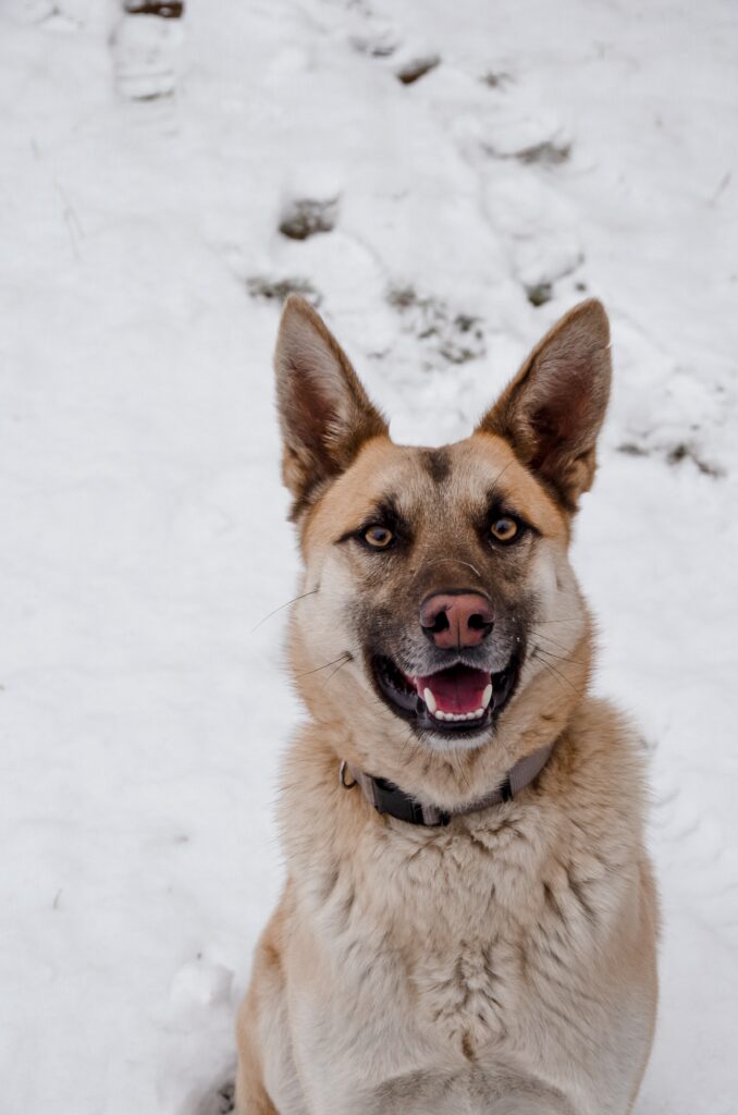 Stunning German Shepherd Wallpaper: Loyal Companion in Snowy Scene