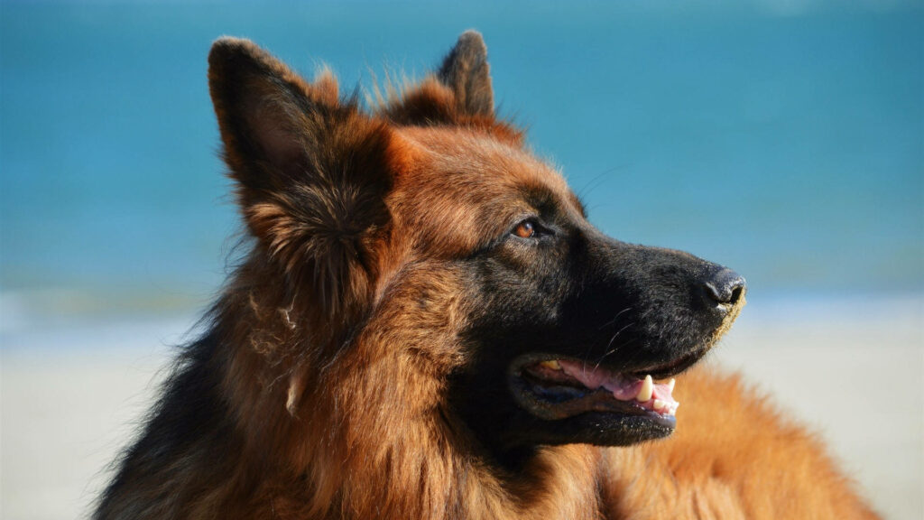 Serene Blue Wallpaper: Stunning German Shepherd with Reddish-Brown Coat
