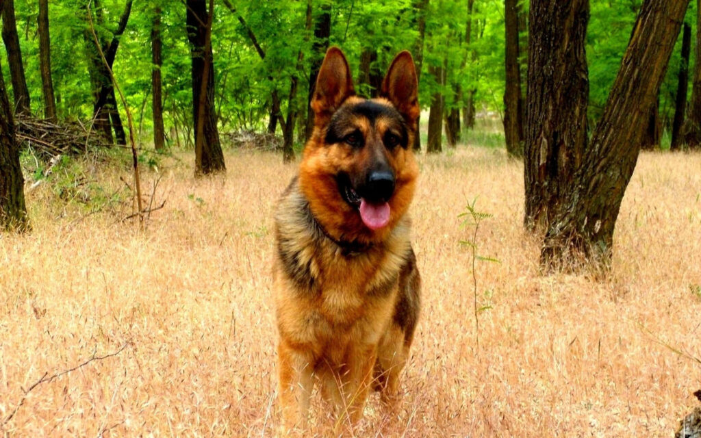 Stunning German Shepherd Dog in Serene Forest - Nature Wallpaper