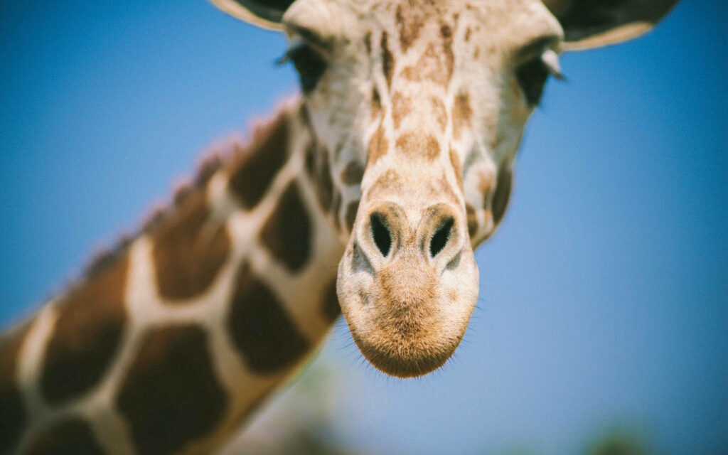 Stunning Giraffe Close-Up Wallpaper Against Clear Blue Sky