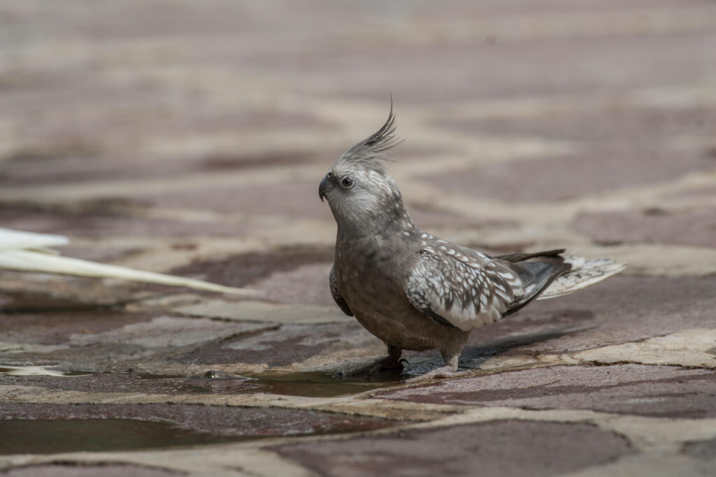 Elegant Gray Cockatiel Wallpaper - Stunning Nature Background