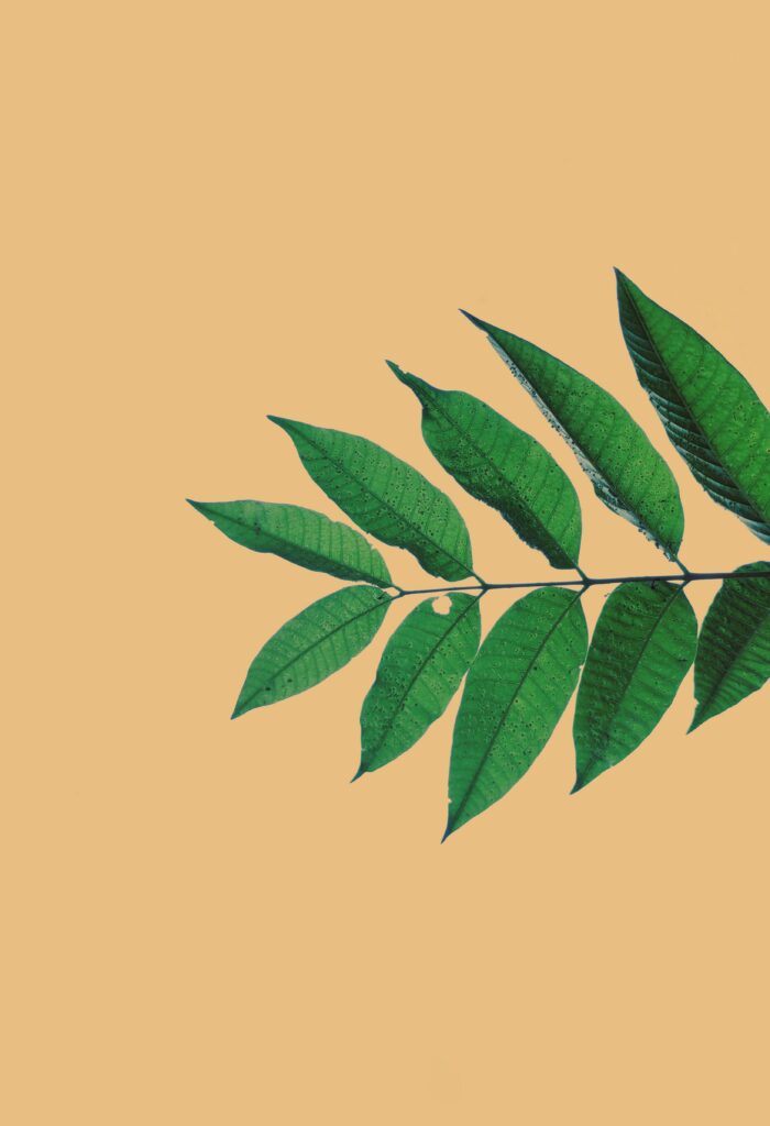 Beautiful Green Branch Wallpaper with Detailed Leaves on Beige Background