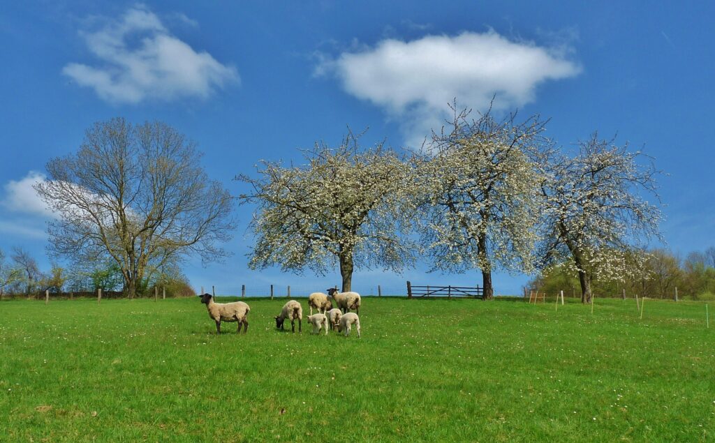 Serene Rural Landscape Wallpaper: Lush Fields & Blossoming Trees