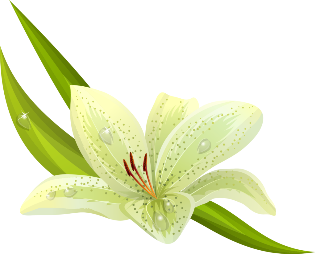 Elegant Green Lily Illustration with Dewdrops on Transparent Background Wallpaper